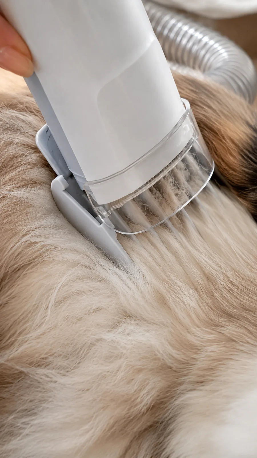 Clipper head with clear guard trimming a cat
