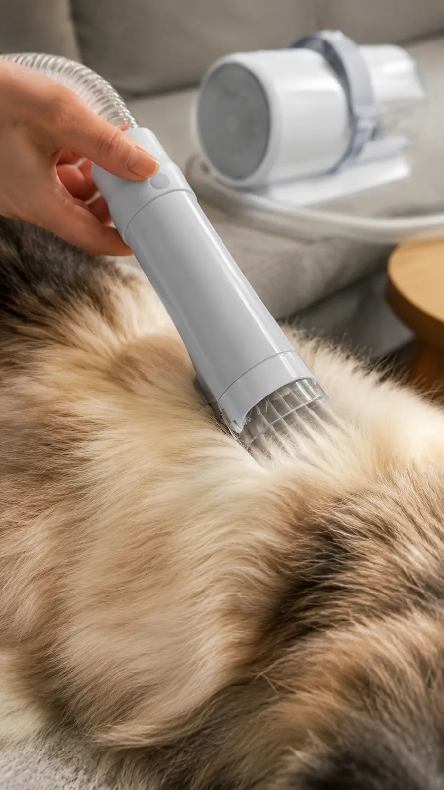 Close-up of the grooming nozzle lifting loose fur from a cat's coat
