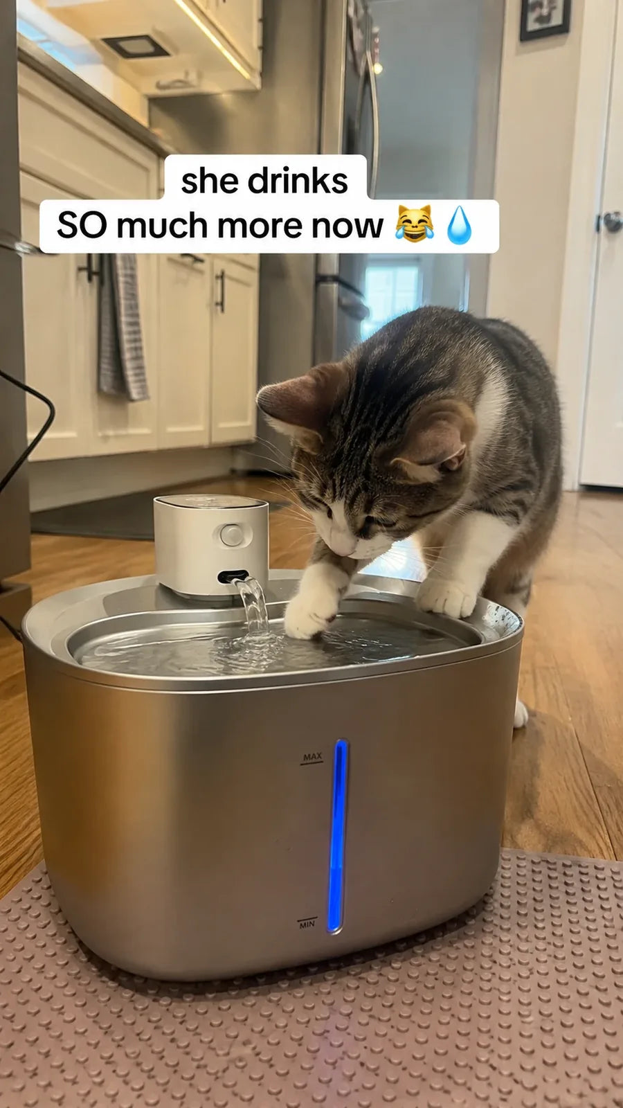 Cat drinking from the flowing stainless steel water fountain — she drinks so much more now