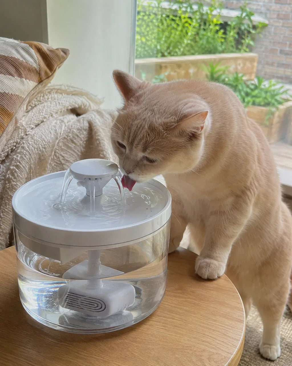 Cat drinking fresh water from the fountain at home