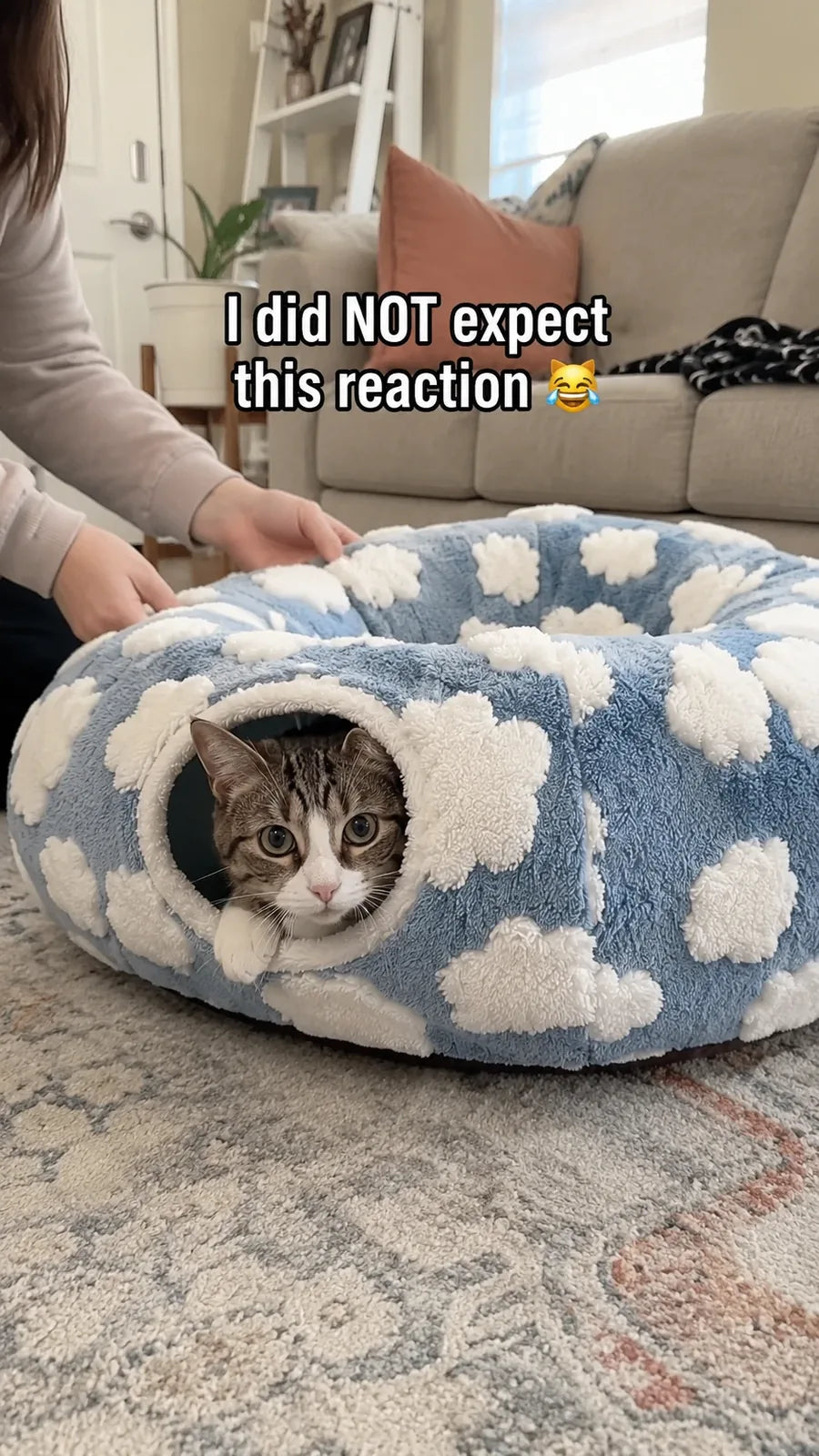 Owner setting down the cloud donut bed as the cat instantly claims the tunnel