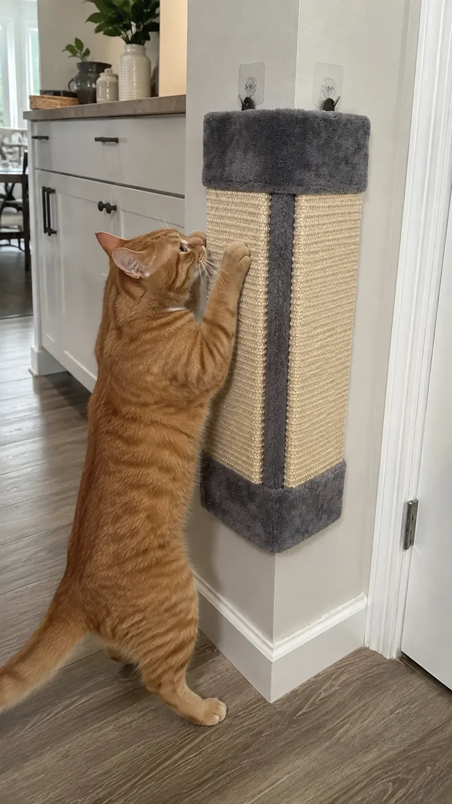 Ginger cat rubbing against the plush stripe of the corner scratcher in the kitchen