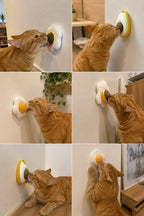 Cats licking the egg catnip wall ball, photo collage