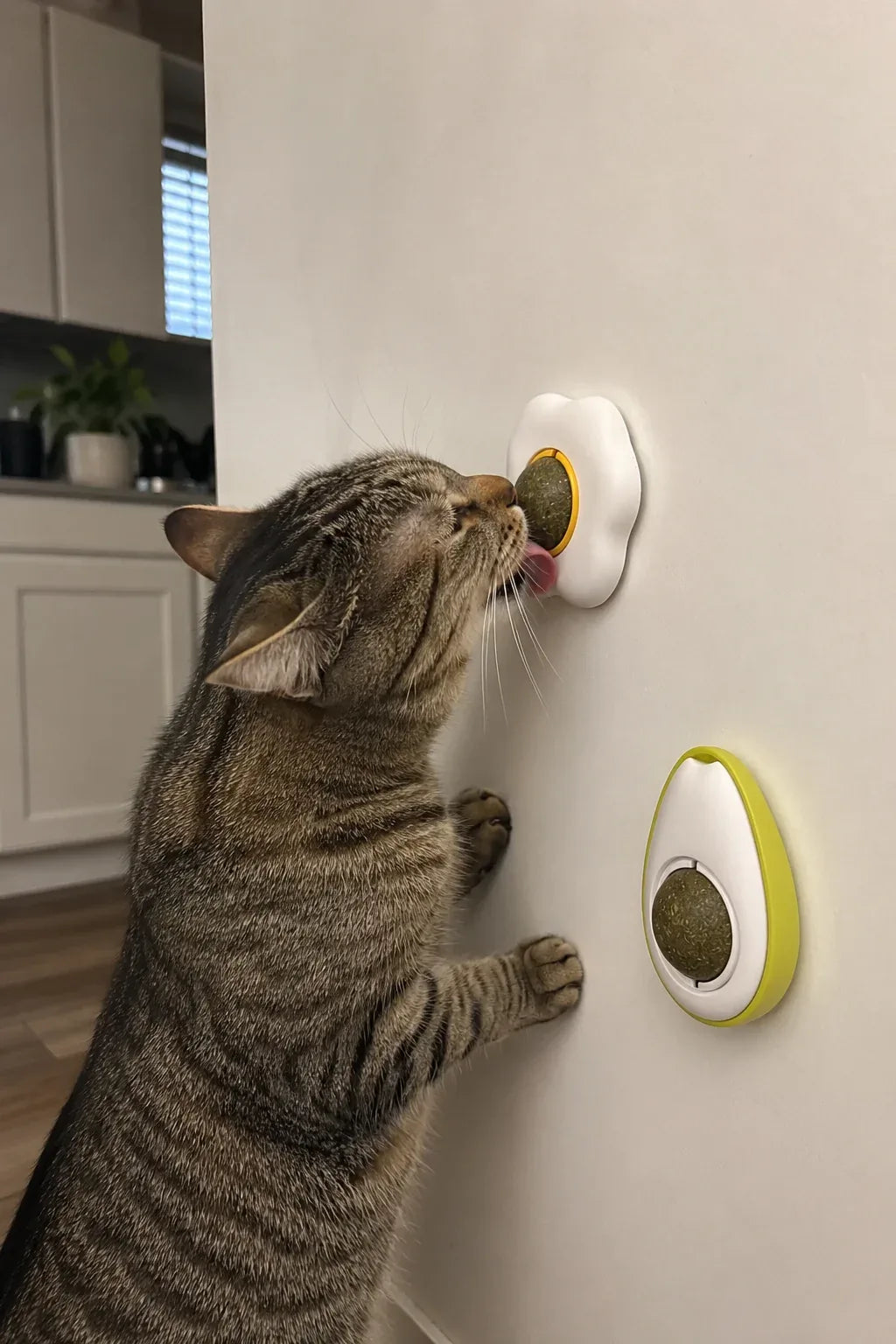 Cat licking the egg catnip ball at nose height