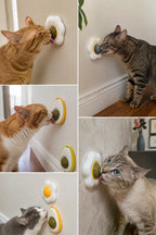 Cats using the egg catnip ball mounted on the wall