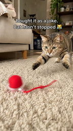 Bought it as a joke, cat has not stopped — cat pouncing the rolling ball