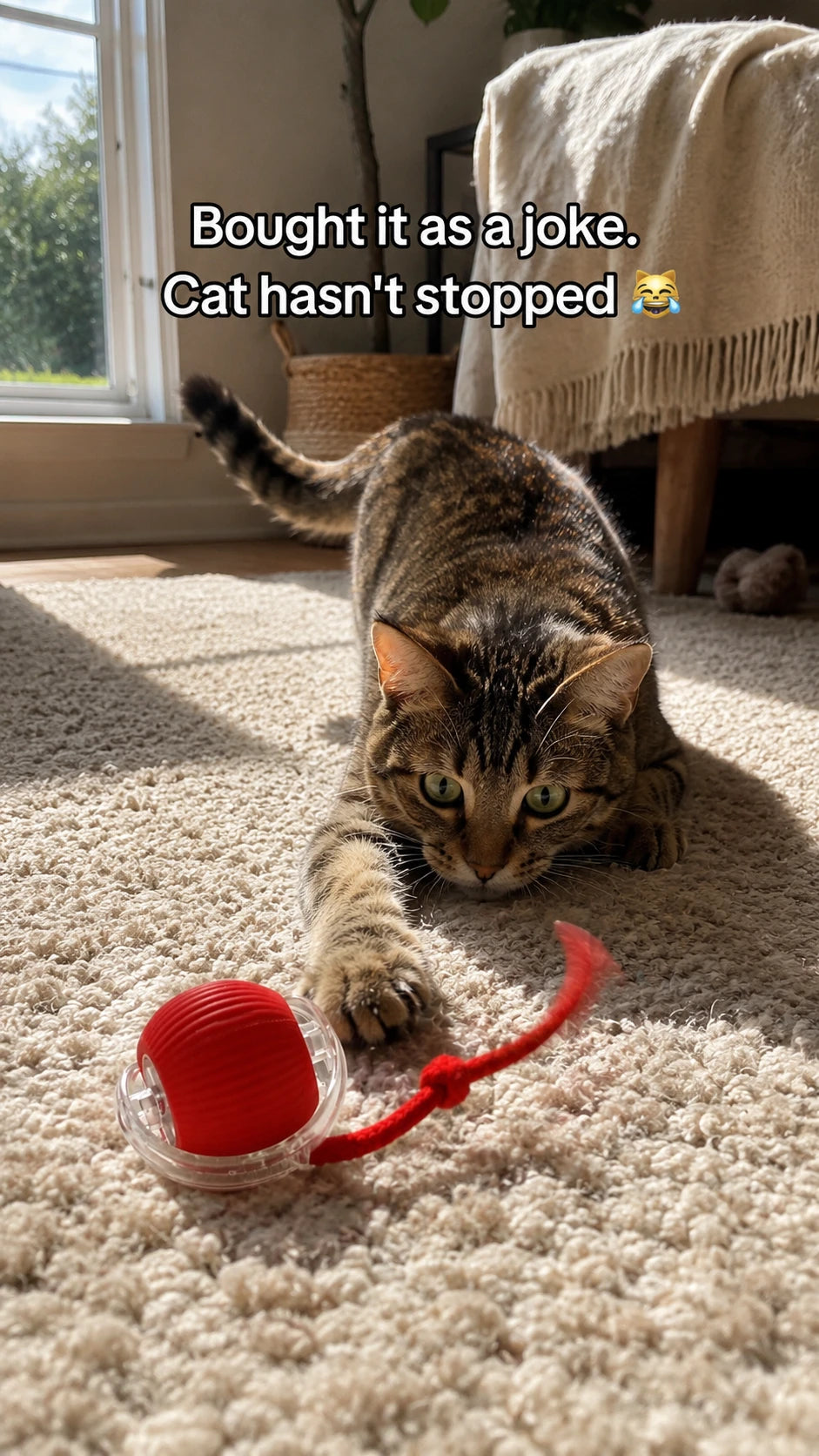 Cat crouched ready to pounce on the rolling red ball with wagging tail