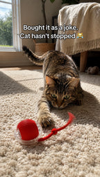 Cat crouched ready to pounce on the rolling red ball with wagging tail