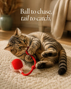 Ball to chase, tail to catch — cat wrestling the red rope tail of the motorized ball