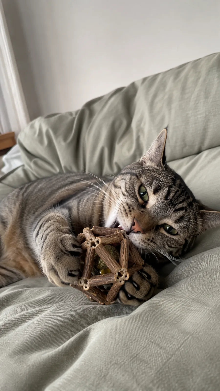 Cat hugging the silvervine stick ball on the bed
