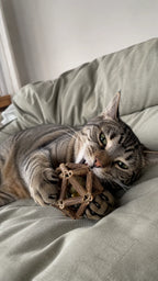 Cat hugging the silvervine stick ball on the bed