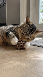 Tabby cat playing with the silvervine stick ball on the floor