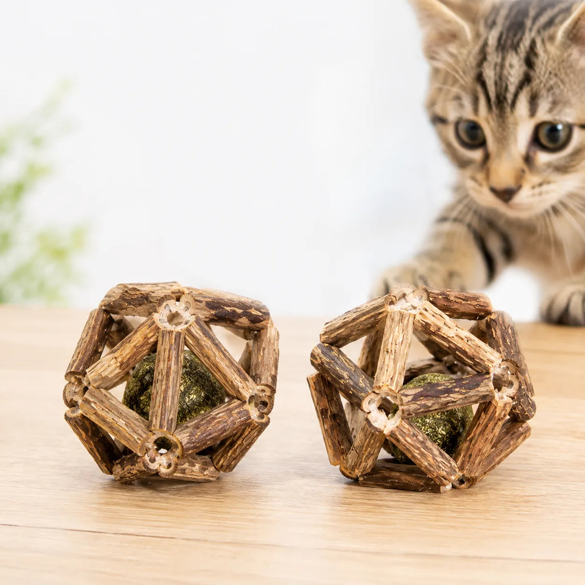 Kitten inspecting two silvervine stick balls