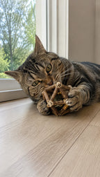 Tabby cat gnawing the stick ball by the window