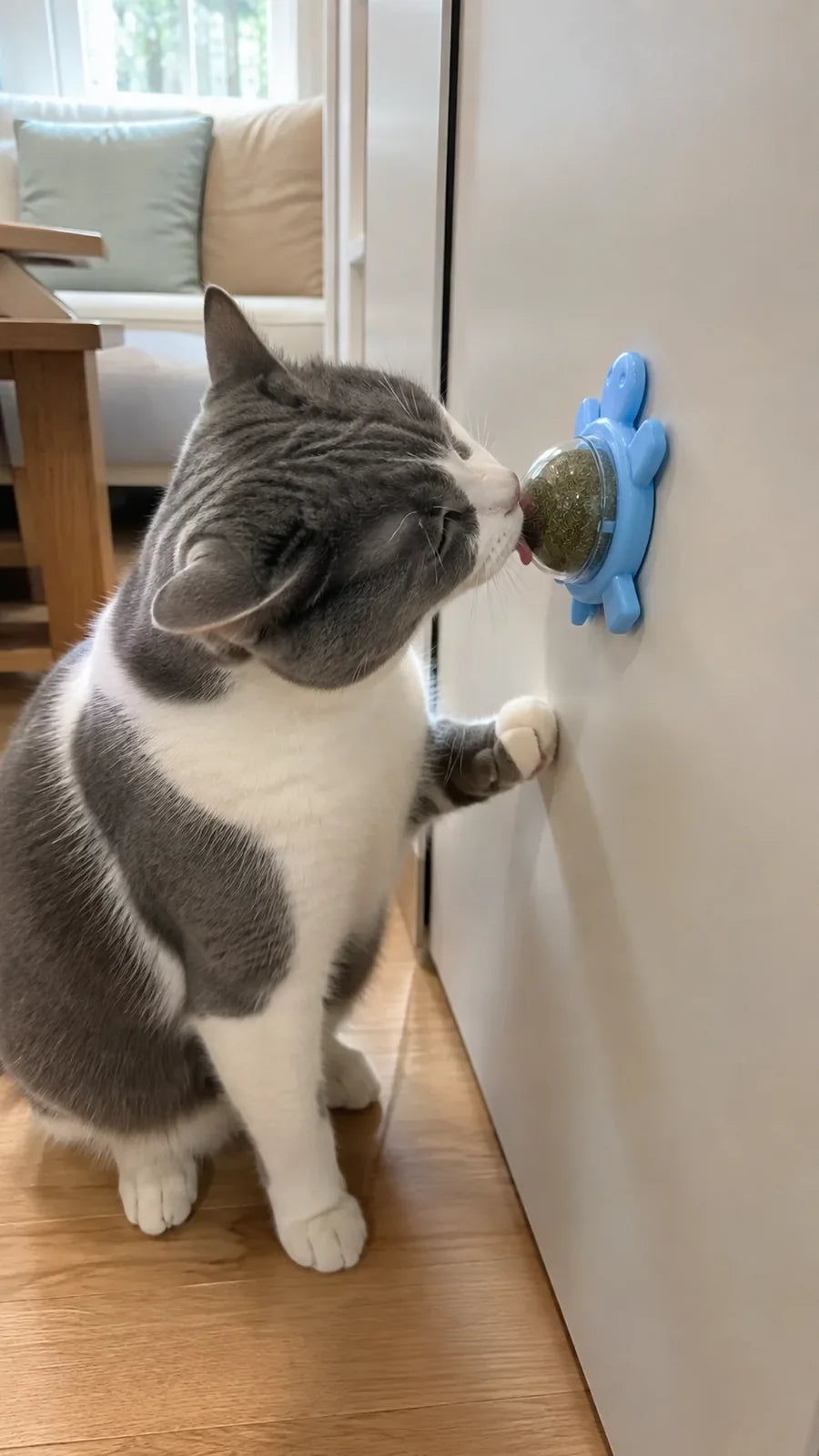 Cat enjoying the catnip ball mounted by the doorway