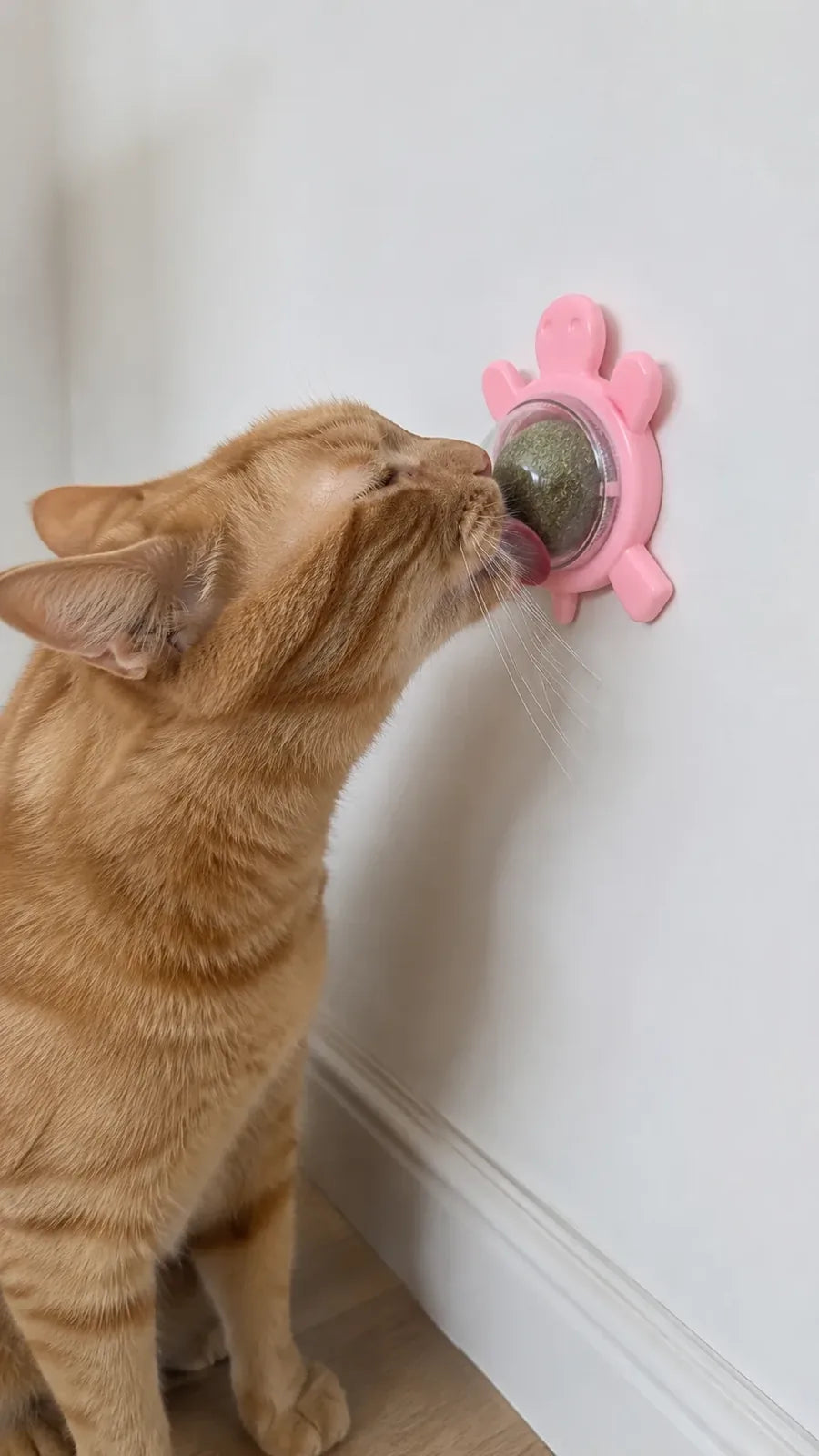 Cat licking the wall-mounted catnip ball