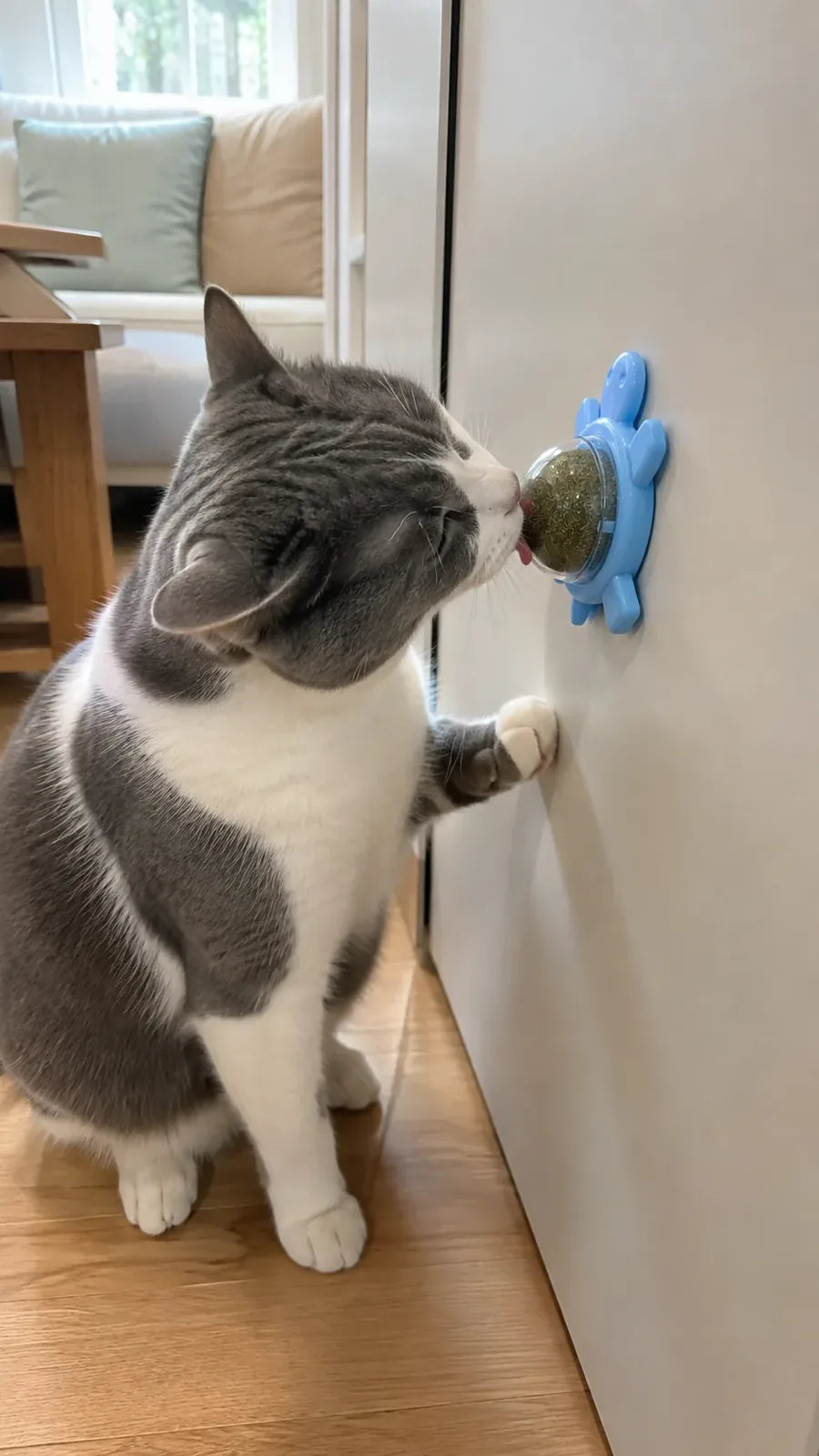 Catnip turtle ball mounted on the wall, out of the way