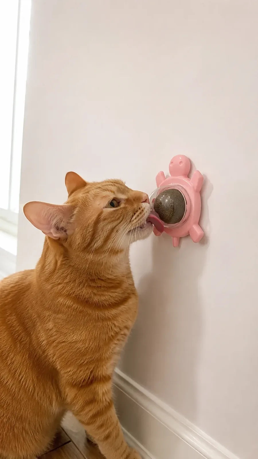 Orange cat tasting the pink catnip turtle ball