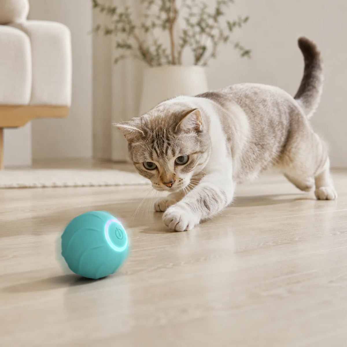 Cat stalking and chasing the smart rolling cat ball across a wooden floor