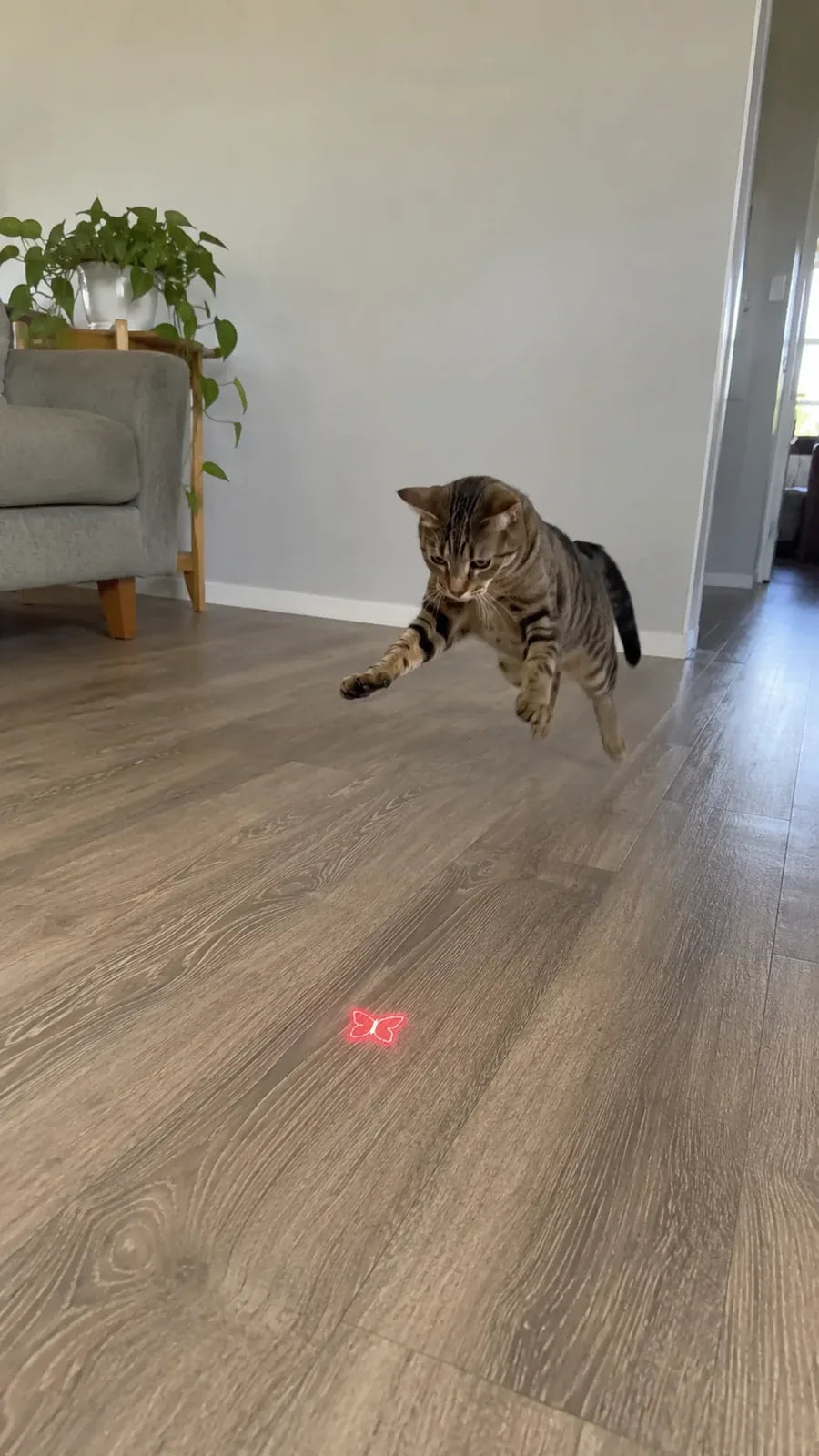 Cat chasing the laser dot across the floor
