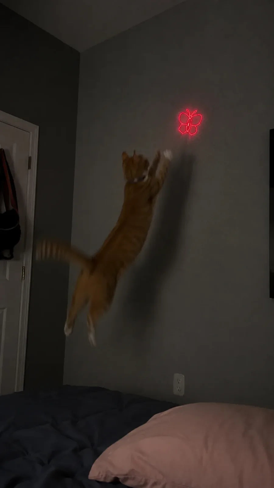 Cat leaping at the flower laser pattern on the wall