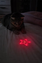 Cat watching the red star pattern from the laser pointer