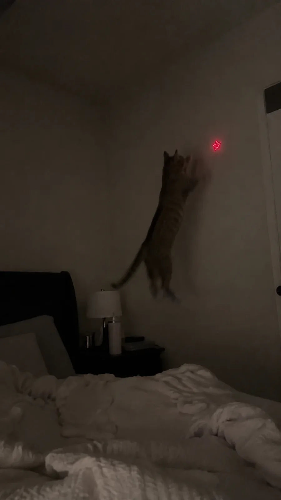 Cat jumping at the laser dot on the bedroom wall