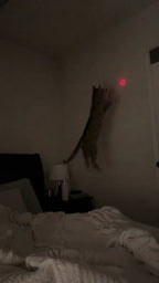 Cat jumping at the laser dot on the bedroom wall