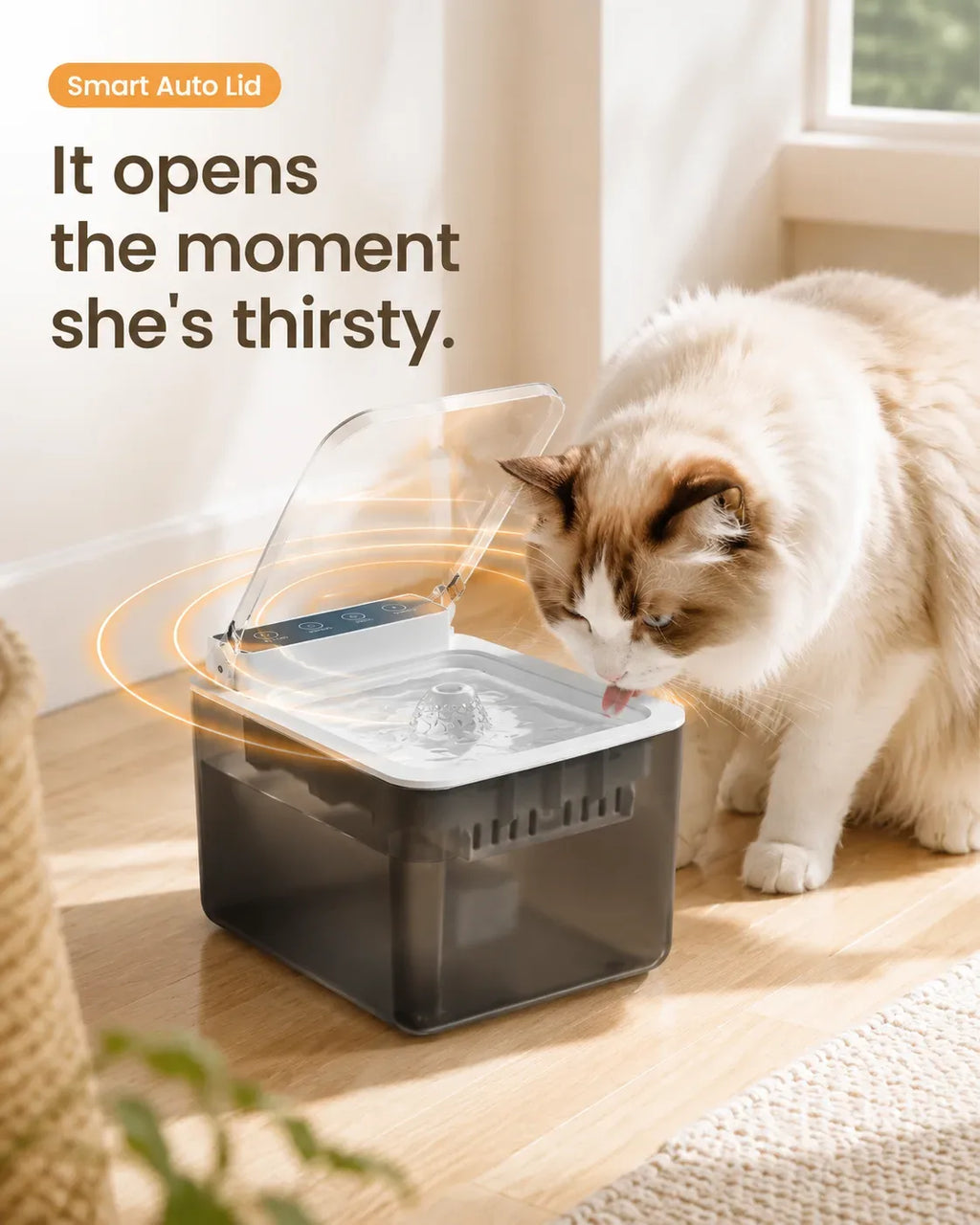 Smart auto lid — it opens the moment she's thirsty; ragdoll cat drinking from the Steelspring fountain
