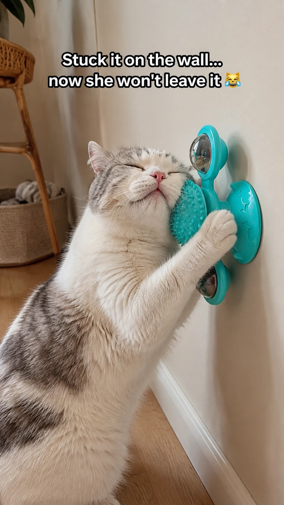 Goes where your cat already goes