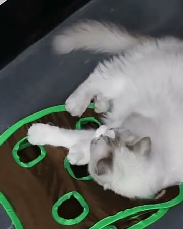Hide & Seek 9-Hole Mouse Hunt Board for Cats in use